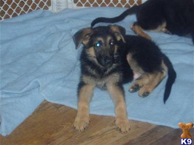 Puppies in IL